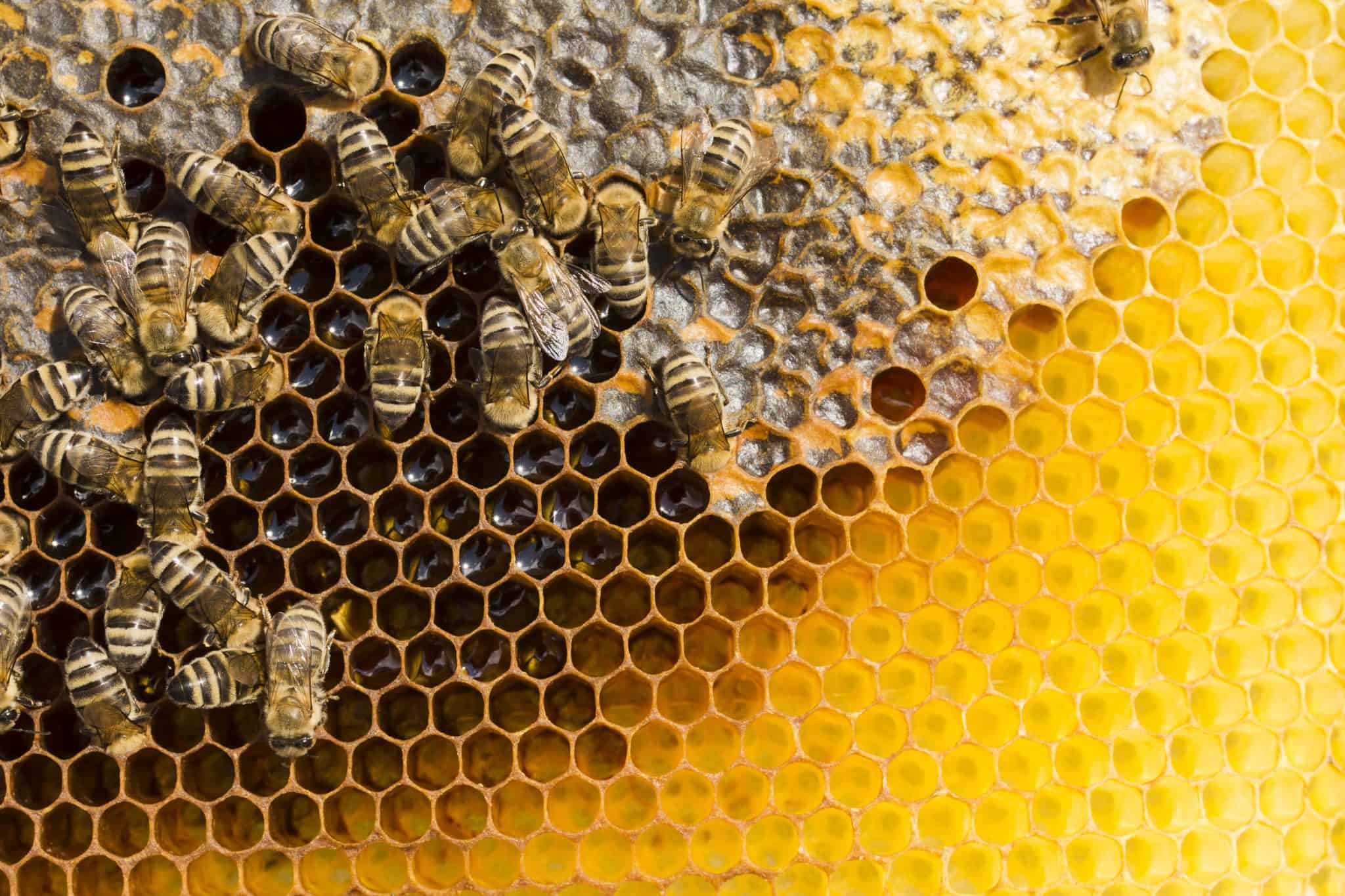 חלת דבש עם דבורים