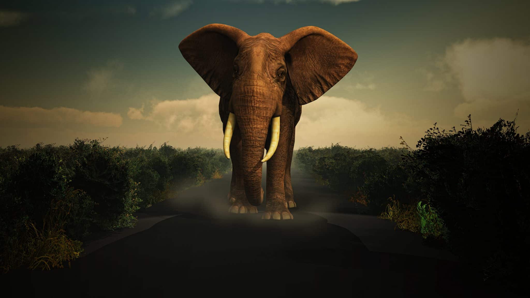 פיל פוסע בכביש